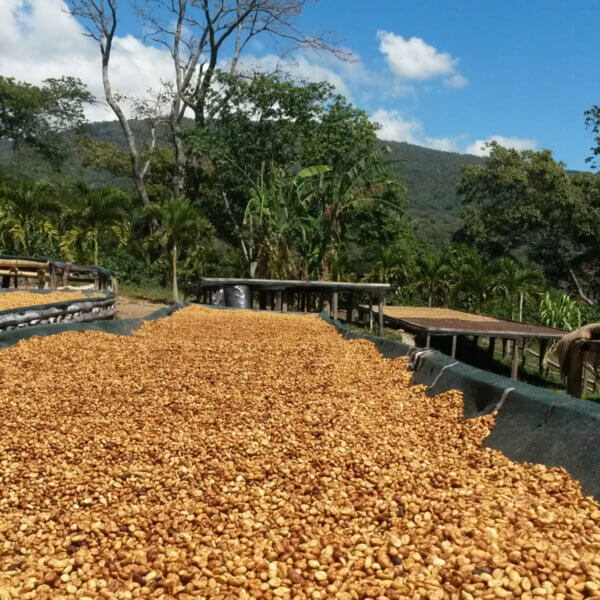 Linea Rossa El Salvador Bourbon Honey – Bild 3