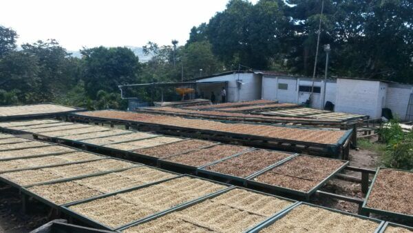 Linea Rossa El Salvador Bourbon Honey – Bild 5